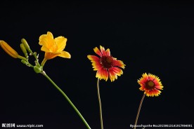 萱草花与天人菊