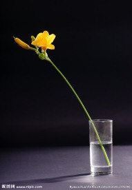 杯中的萱草花