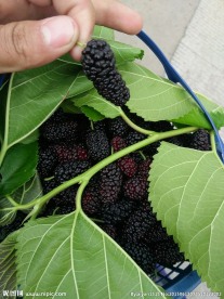 桑葚