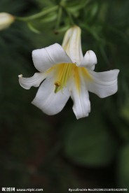 萱草