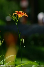 萱草花