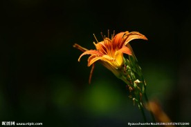 萱草花