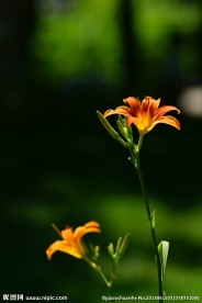 萱草花