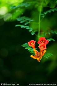 牵牛花