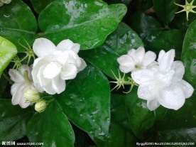 茉莉花