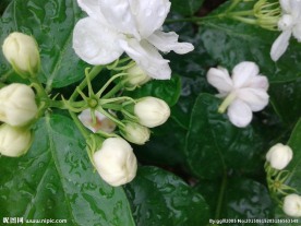 茉莉花