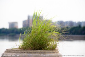 野草