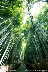 竹林