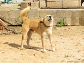 大黄狗