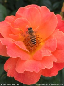 蜜蜂