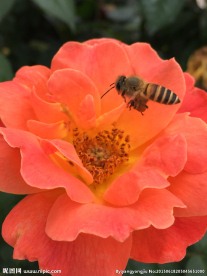 蜜蜂