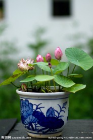 荷花盆栽