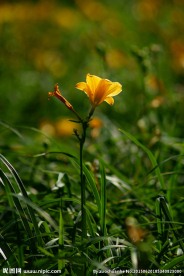 萱草花