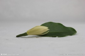 黄桷兰