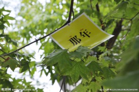 校园毕业留念树- 那年
