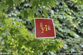 校园毕业留念树- 在一起