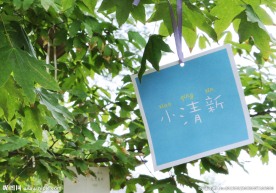 校园毕业留念树- 小清新