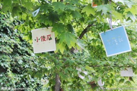 校园毕业留念树