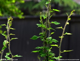 春天嫩芽