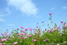 花的世界
