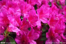 杜鹃花