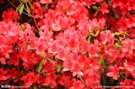 杜娟花
