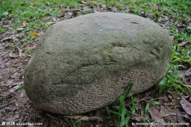 草地上的石头