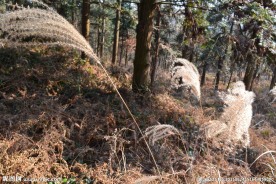 福泉山