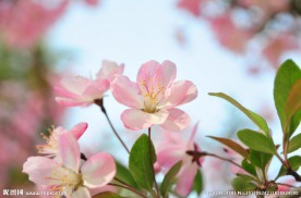 唯美桃花