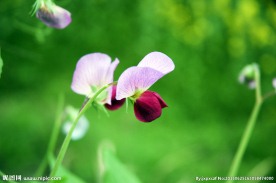 豌豆花