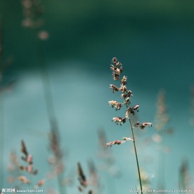 花卉特写