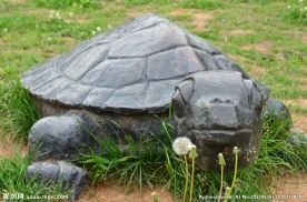 乌龟