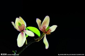 香蕉花