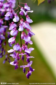 紫藤花