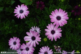 邹菊