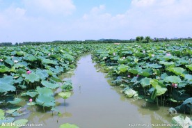 东莞麻涌华阳湖湿地公园