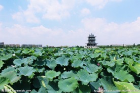 东莞麻涌华阳湖湿地公园