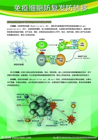 细胞防御图 医疗展板