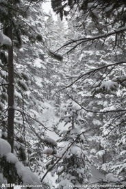 雪树 雾松