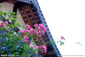 蔷薇花开