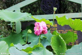 并蹄莲