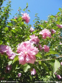 木槿花
