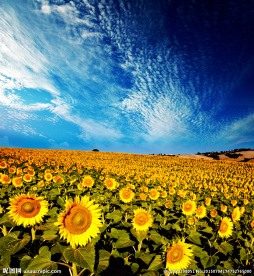 太阳花
