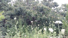 山间野花