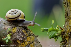 蜗牛