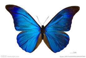 亮蓝色蝴蝶