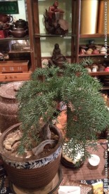 茶台