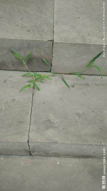 台阶上的小草
