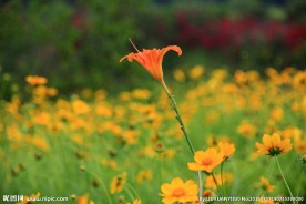 山花