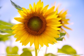 太阳花